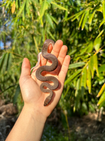 100% Het Marble Children's Python (MxCP24C-100HM-03)