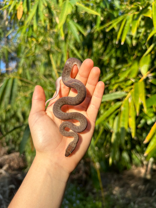 100% Het Marble Children's Python (MxCP24C-100HM-03)