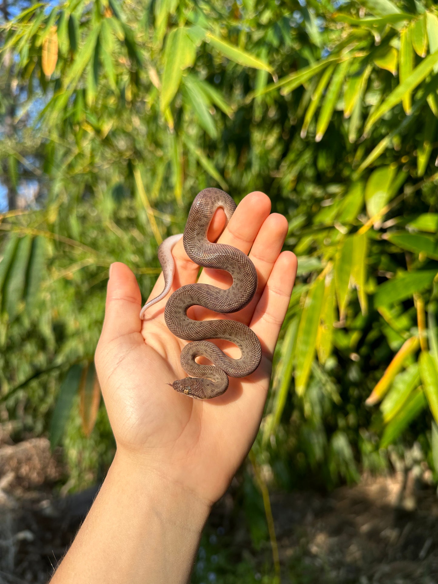 100% Het Marble Children's Python (MxCP24C-100HM-03)