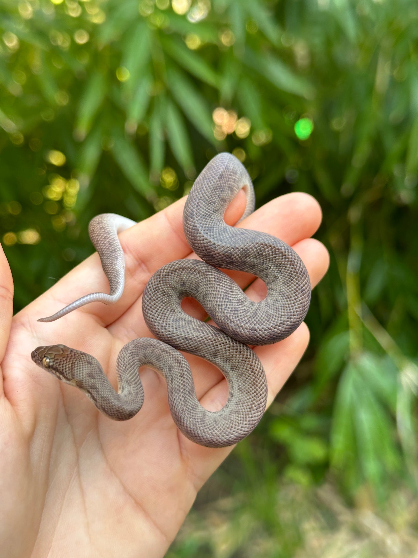 100% Het Marble Children's Python (MxCP24C-100HM-03)