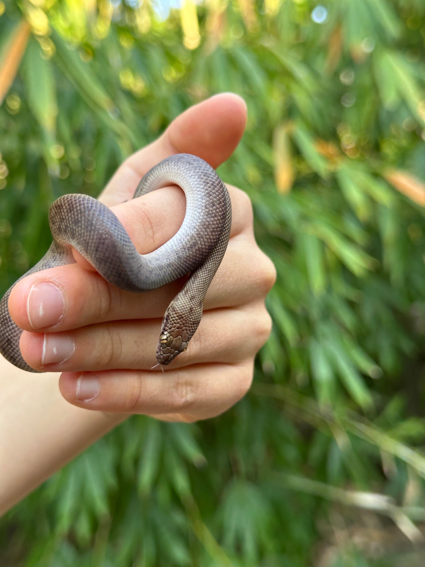 100% Het Marble Children's Python (MxCP24C-100HM-03)