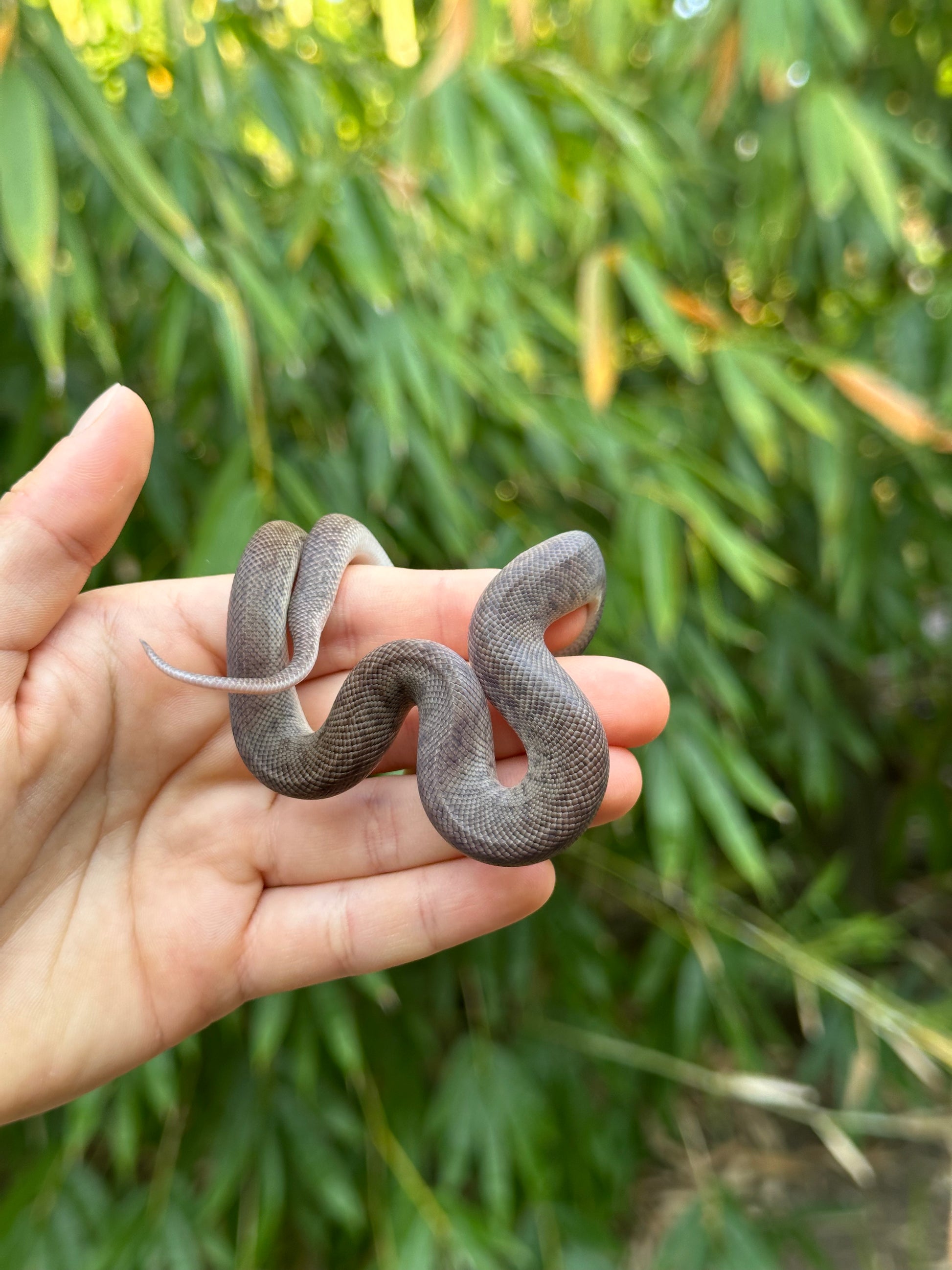 marble childrens python #python - youtube Images High... 100% Het Marble Children's Python (MxCP24C-100HM-03) – Jurassic Wildlife