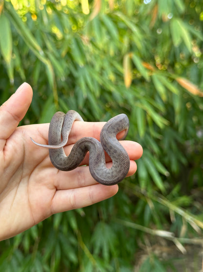 100% Het Marble Children's Python (MxCP24C-100HM-03)