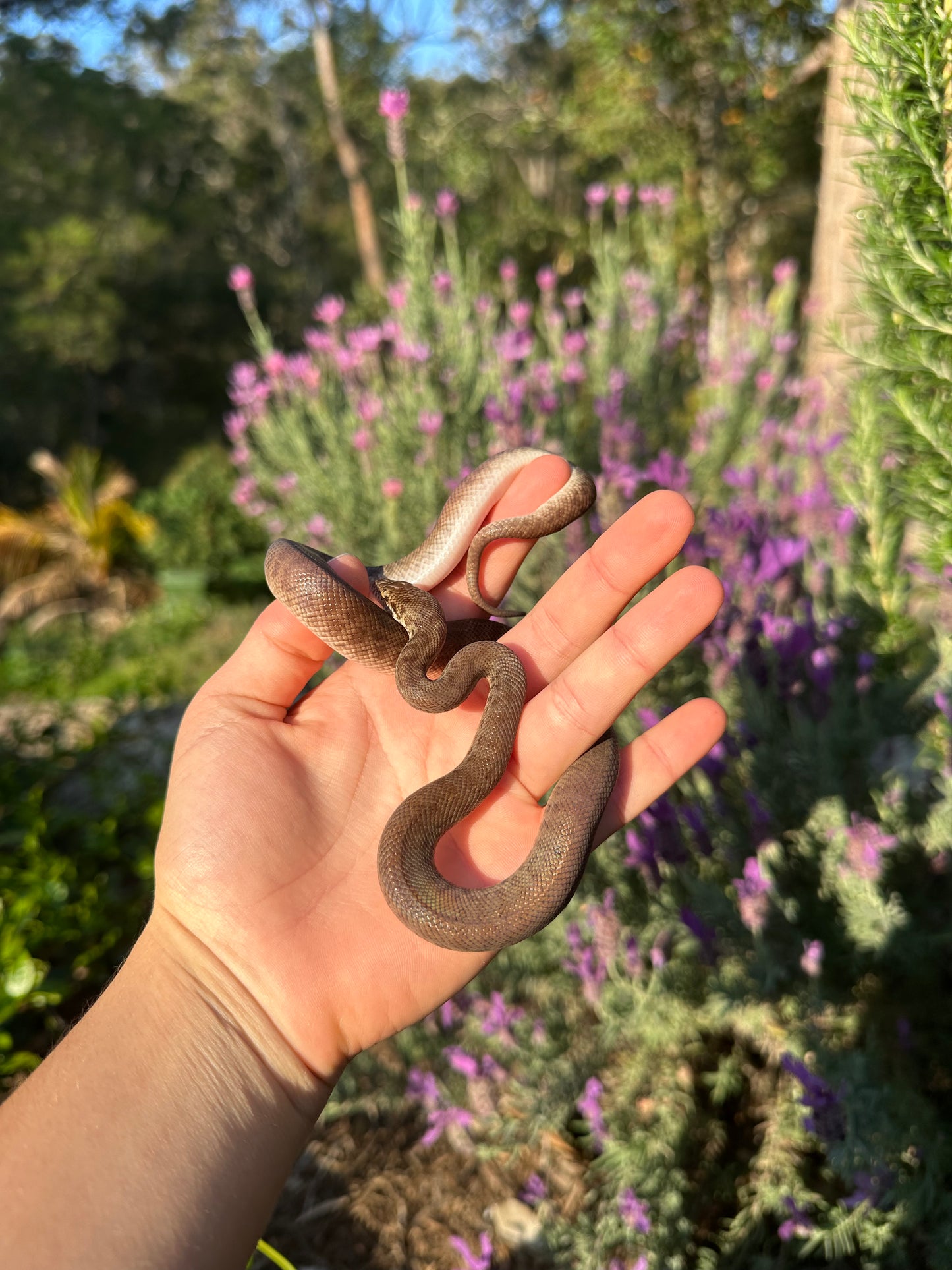 100% Het Marble Children's Python (MxCP24C-100HM-04)