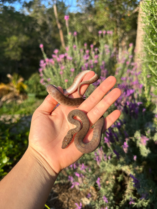 100% Het Marble Children's Python (MxCP24C-100HM-04)