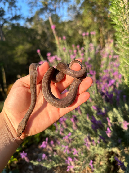 100% Het Marble Children's Python (MxCP24C-100HM-04)