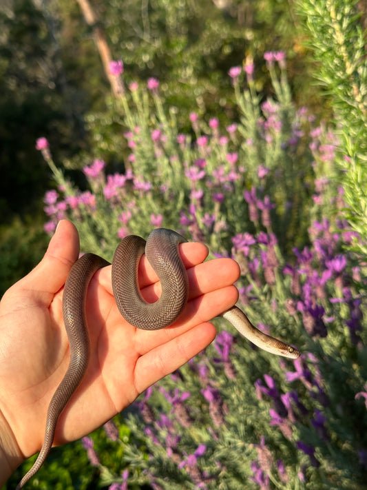 100% Het Marble Children's Python (MxCP24C-100HM-05)