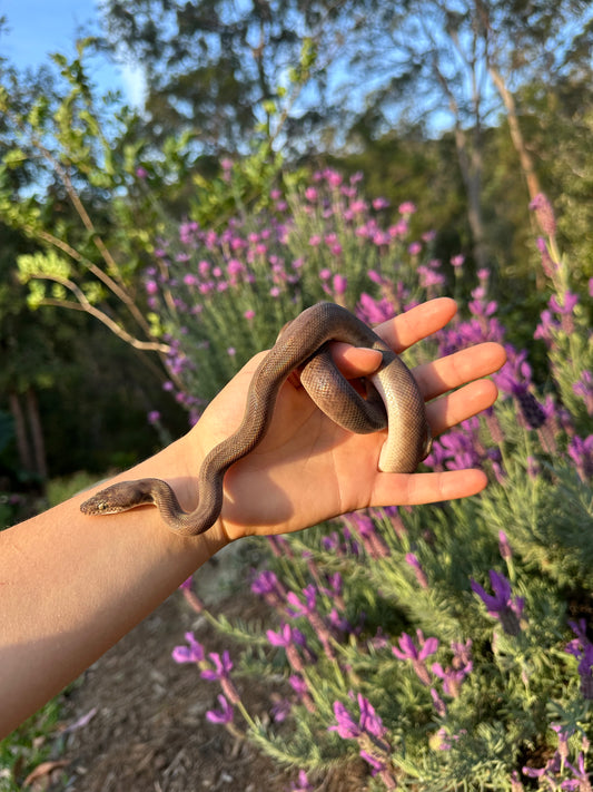 100% Het Marble Children's Python (MxCP24C-100HM-06)