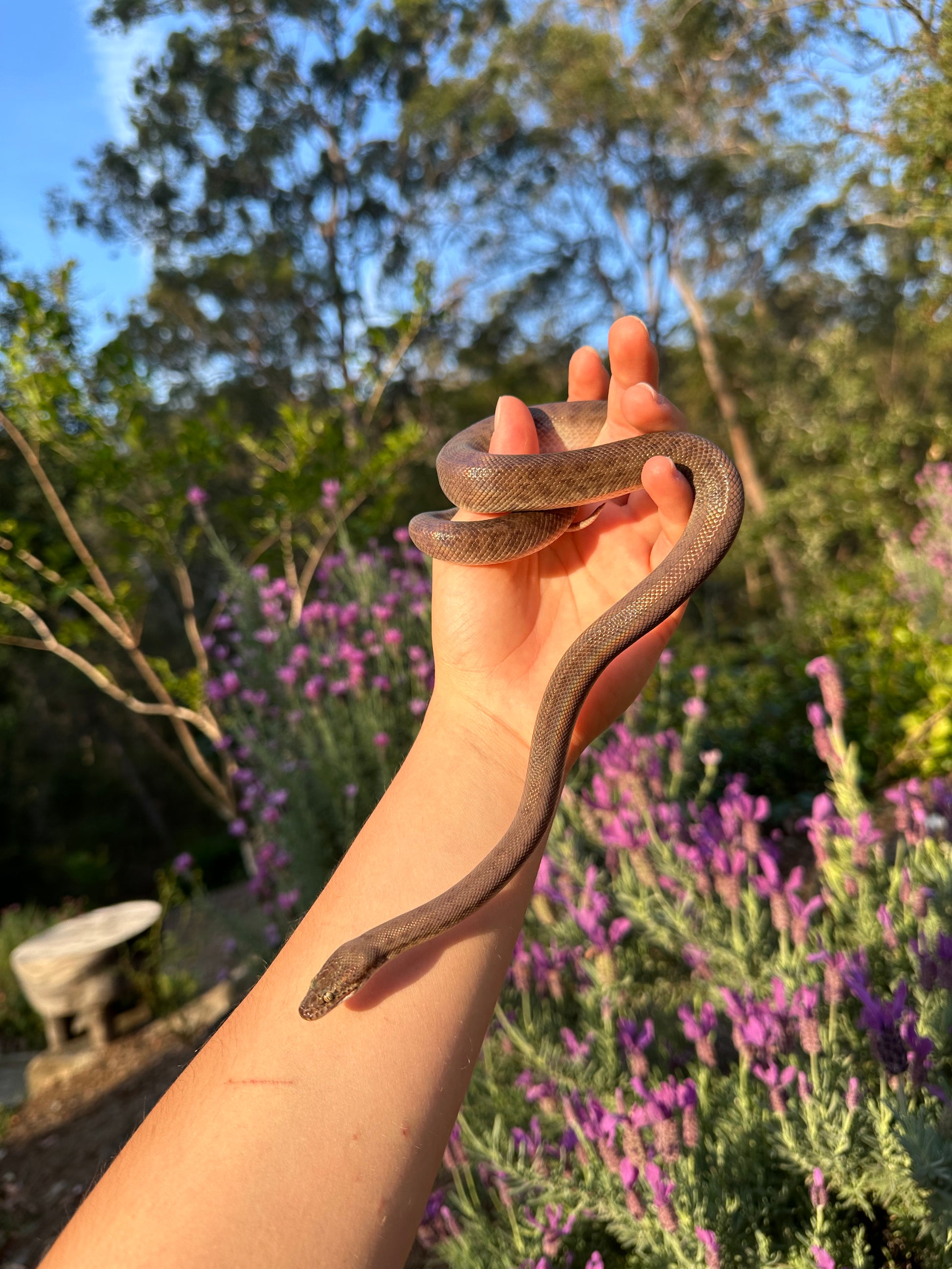 childrens pythons available Images High Quality Grahic 100% Het Marble Children's Python (MxCP24C-100HM-06) – Jurassic Wildlife