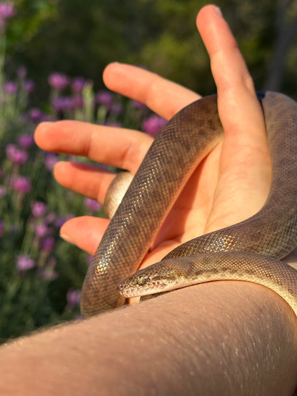 100% Het Marble Children's Python (MxCP24C-100HM-06)