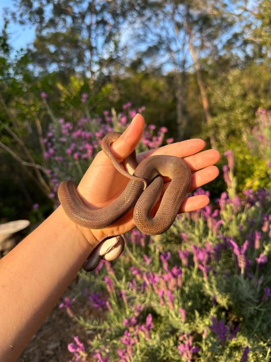 100% Het Marble Children's Python (MxCP24C-100HM-08)