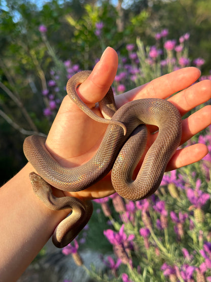 100% Het Marble Children's Python (MxCP24C-100HM-08)