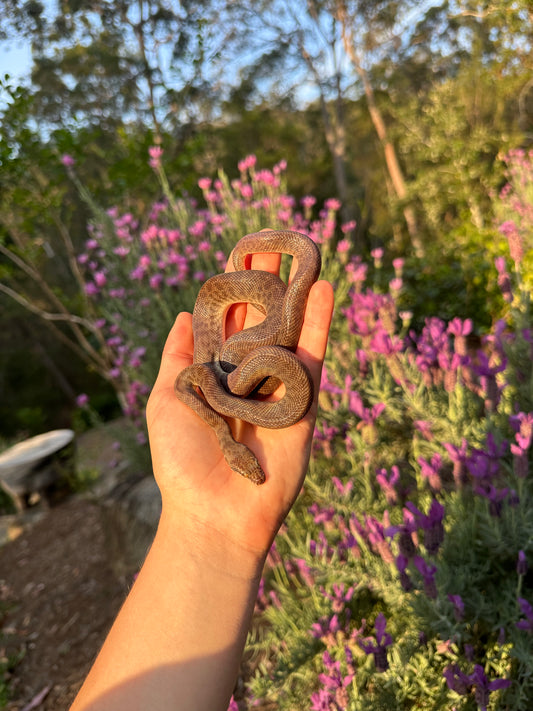 100% Het Marble Children's Python (PxH24C-100HM-01)