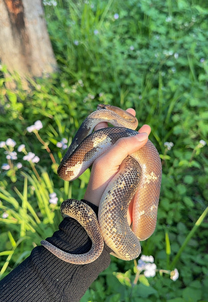 Marble Chimera/Mosaic/Paradox 66% Het T+ Children's Python Male - Proven Breeder