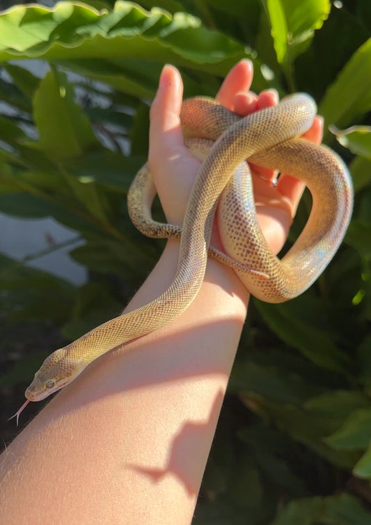 Marble 66% Het T+ Children's Python Female
