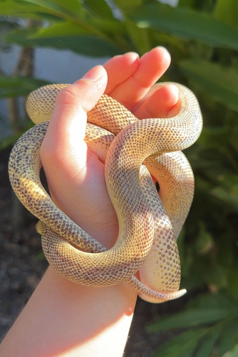 Marble 66% Het T+ Children's Python Female