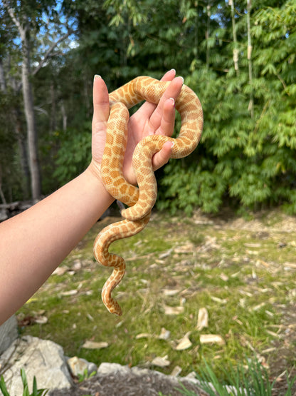 T+ (Ray's line) Stimson's Python Female