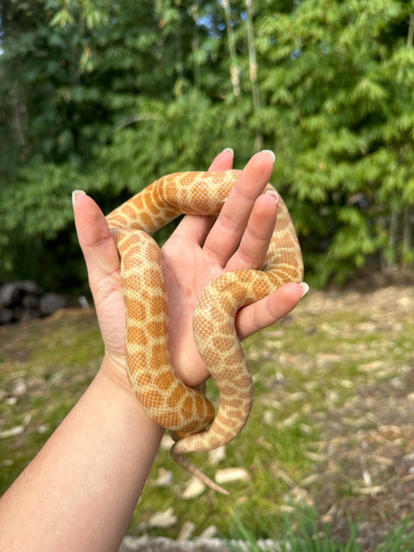 T+ (Ray's line) Stimson's Python Female