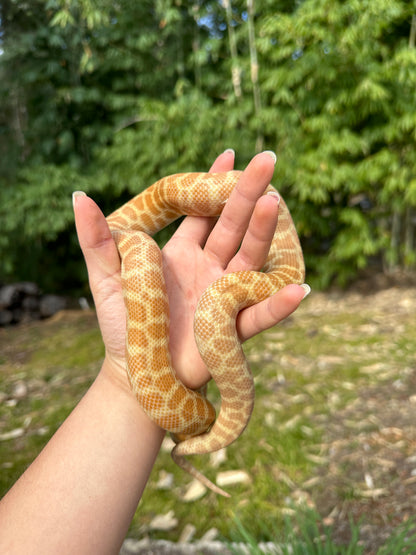 T+ (Ray's line) Stimson's Python Female
