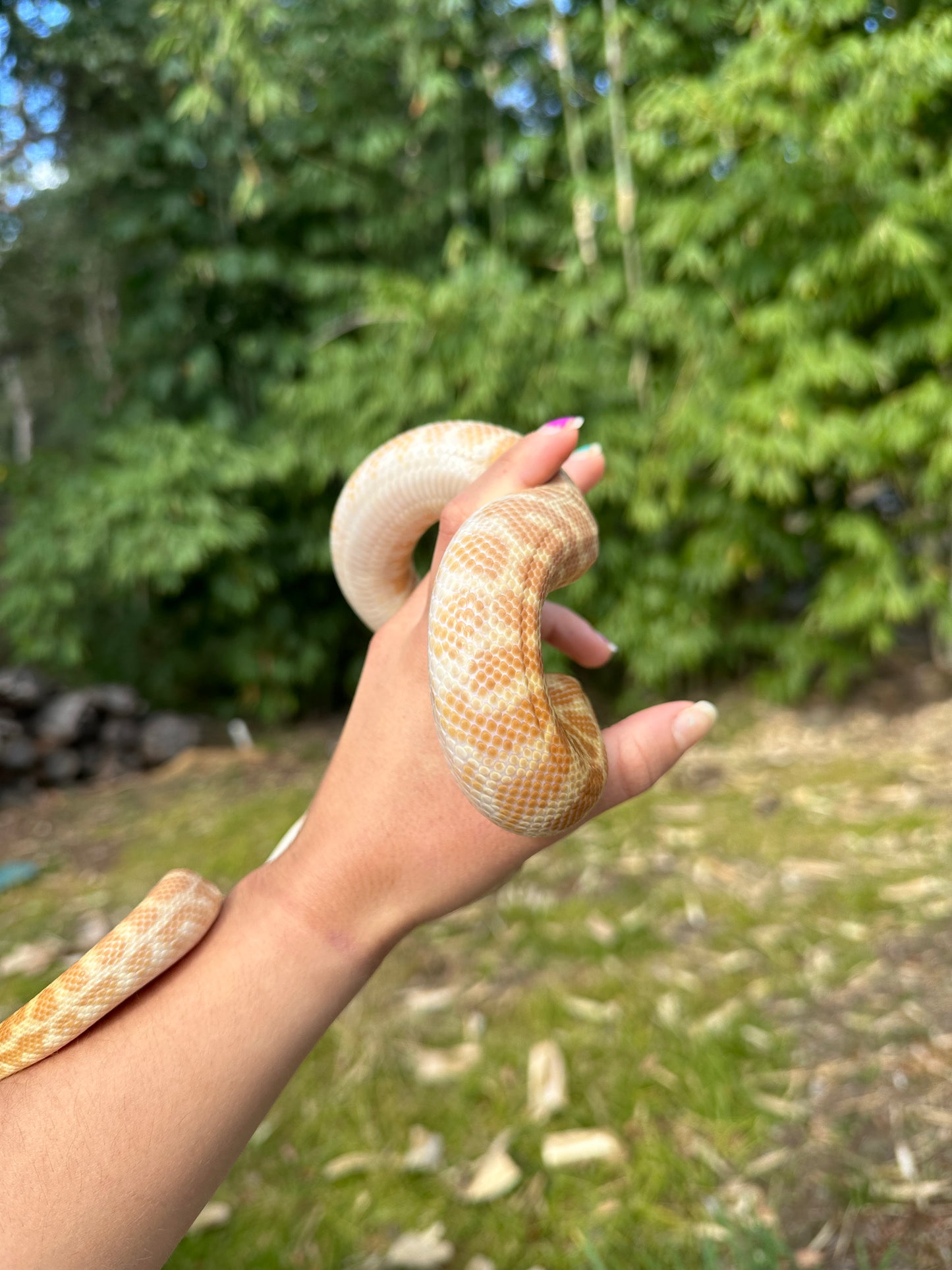T+ (Ray's line) Stimson's Python Female