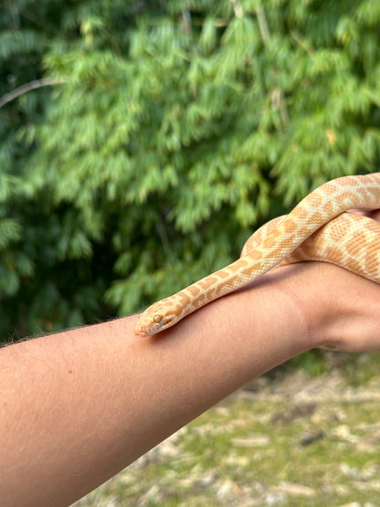 T+ (Ray's line) Stimson's Python Female