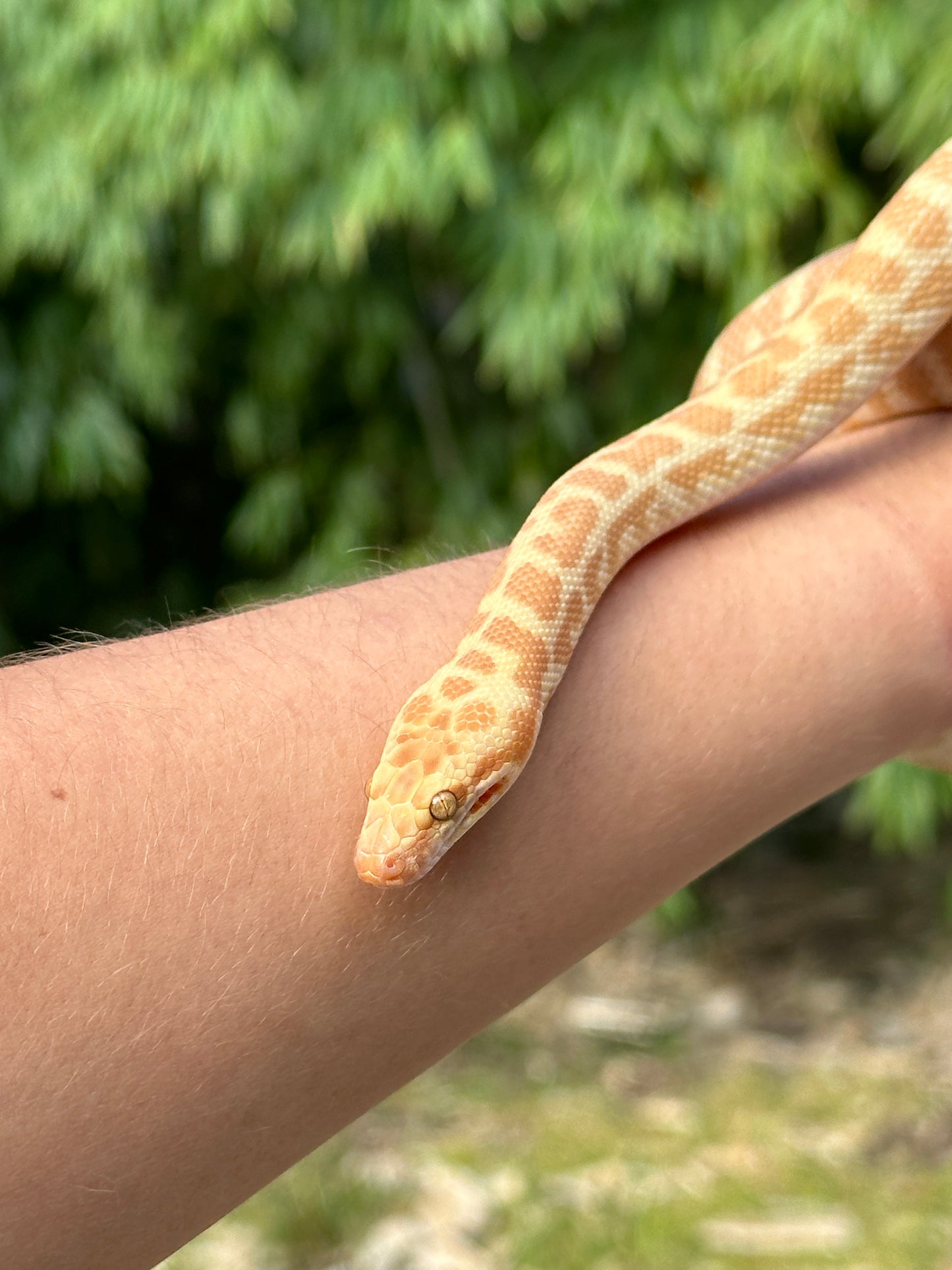 T+ (Ray's line) Stimson's Python Female