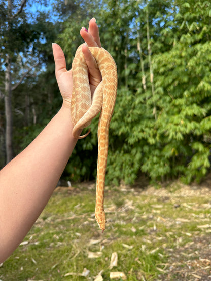 T+ (Ray's line) Stimson's Python Male