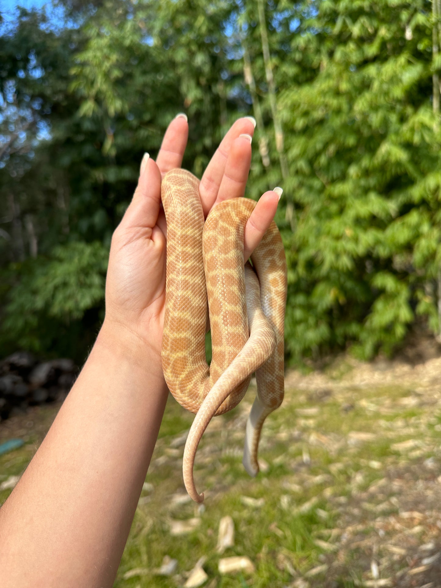 T+ (Ray's line) Stimson's Python Male