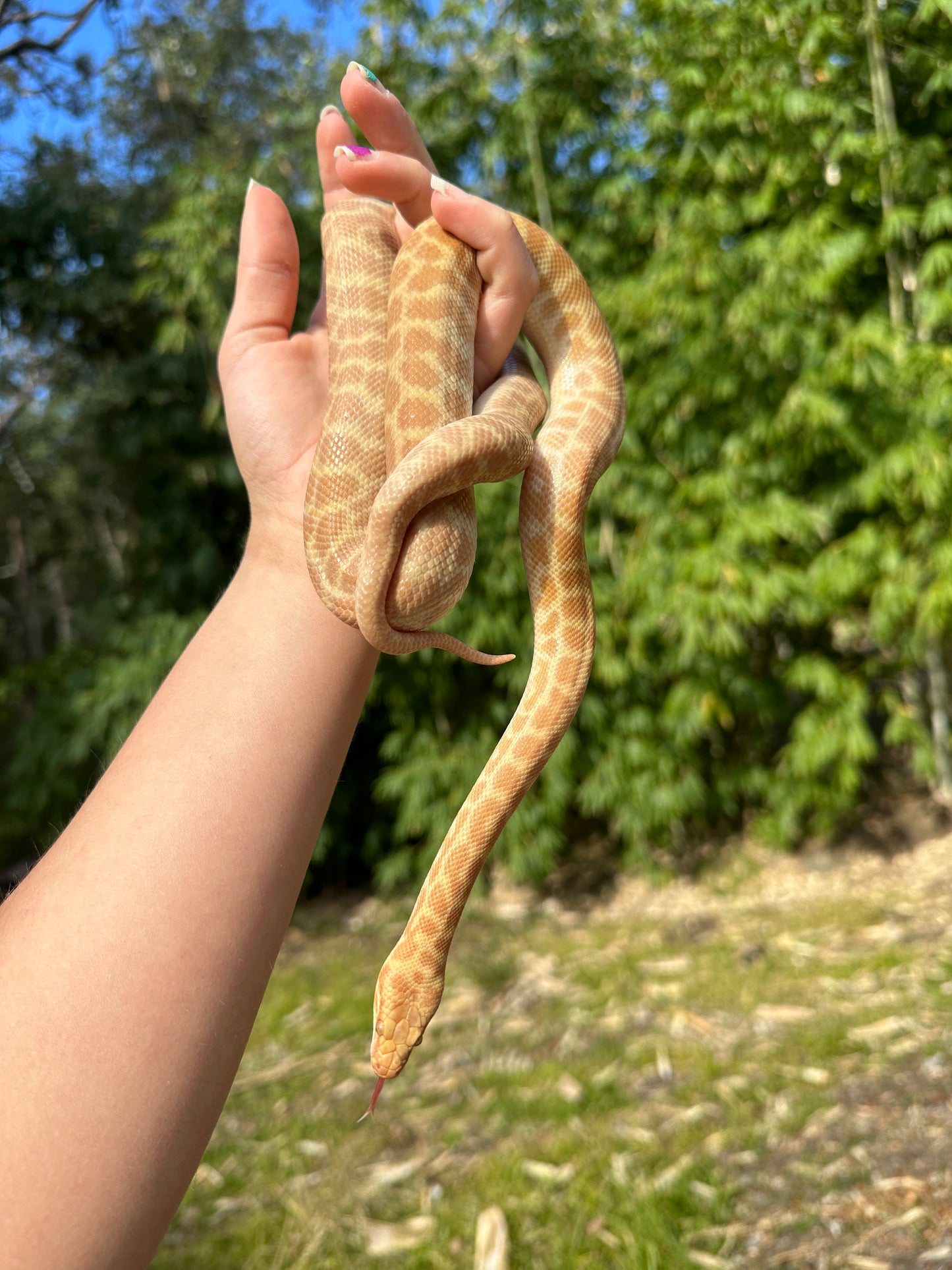 T+ (Ray's line) Stimson's Python Male