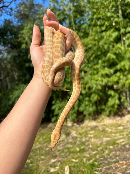 T+ (Ray's line) Stimson's Python Male