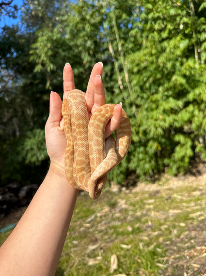 T+ (Ray's line) Stimson's Python Male