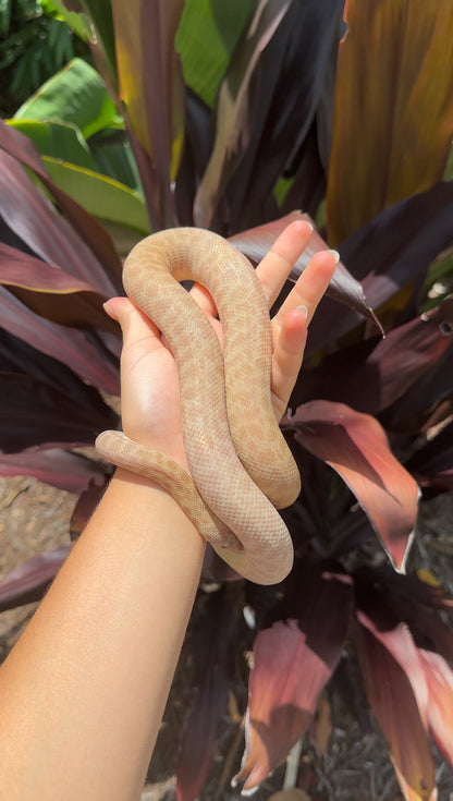 T+ (Evan's Line) Stimson's Python - Proven Breeder