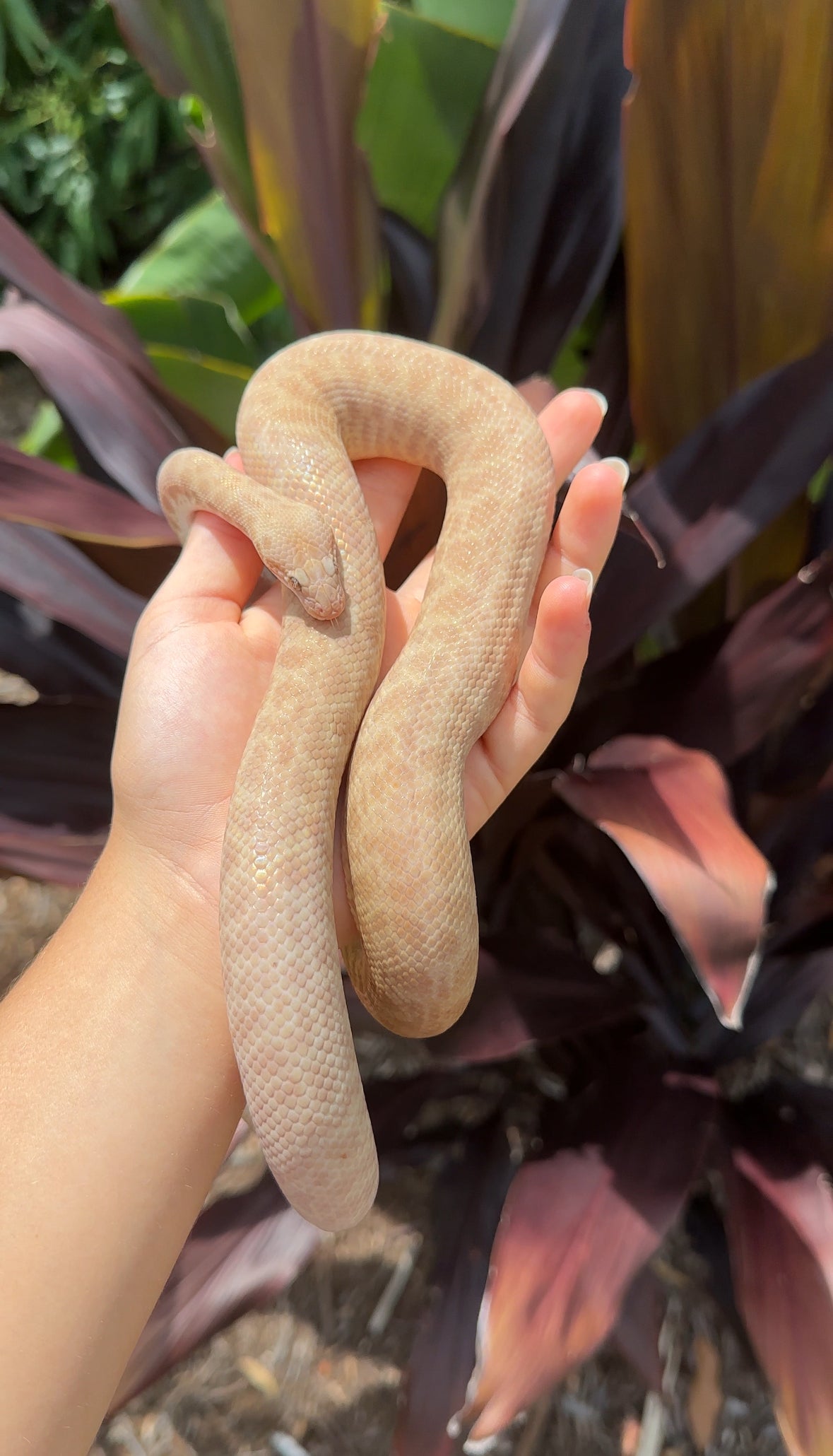 T+ (Evan's Line) Stimson's Python - Proven Breeder