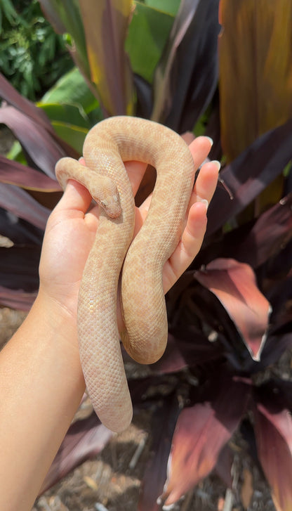 T+ (Evan's Line) Stimson's Python - Proven Breeder