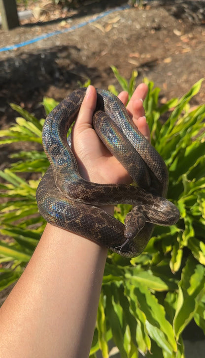 100% Het Albino Spotted Python Female - Proven Breeder