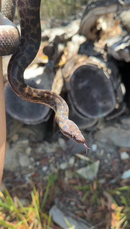 100% Het Albino Spotted Python Female - Proven Breeder