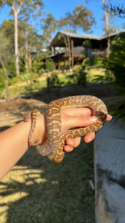 Tricolour Wheatbelt 100% Het Evan's Line Stimson's python - Proven Breeder