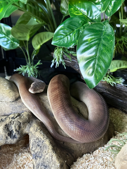 Wild Children's Python Wildtype Female Children's Python - Proven Breeder – Jurassic Wildlife