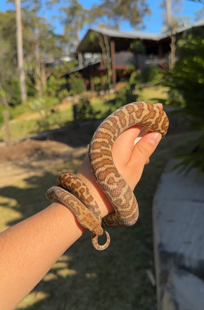 Tricolour Wheatbelt 100% Het Evan's Line Stimson's python - Proven Breeder