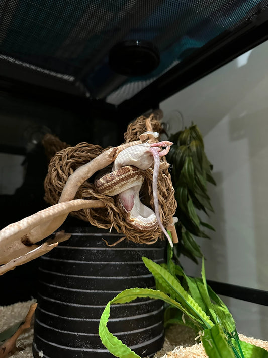 Reptile Husbandry Consultation